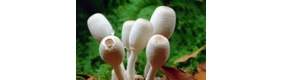 延时摄影 梦幻蘑菇的动人瞬间