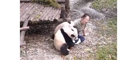 【拍客】小熊猫就是不让“妈妈”走
