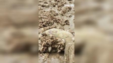 赶海实拍：听说“ 敲石”能捉到螃蟹，我来试试