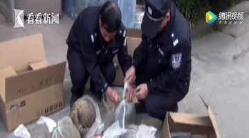 实拍两男子非法运输35只穿山甲被抓 最高获刑11年