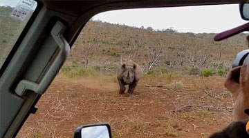 愤怒犀牛加速冲击汽车瞬间 拍摄者被吓尖叫