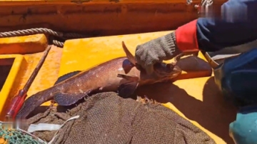 实拍渔民赶海下钓钩，靠一根细线狂拉大石斑，整片海洋都是“黄金”