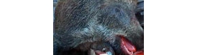 【拍客】野猪私闯民宅 人猪大战