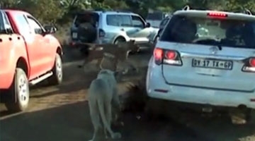 实拍南非一豪猪智斗狮群 躲游客车底顺利逃脱