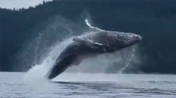 实拍女游客乘船被鲸鱼压顶 画面太震撼只剩下尖叫声