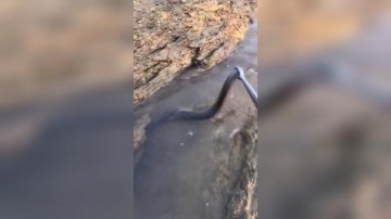 赶海实拍：无意中抓到了海蛇，有点吓人