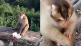实拍一游客扔给猴子一袋“爆炸食物”炸伤猴子