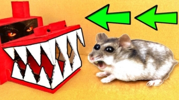 仓鼠的智商有多高？牛人搭建“陷阱屋”测试，看完难以置信！