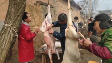 实拍农村杀羊全过程，师傅们个个手法娴熟，看得我都想吃烤羊肉串了