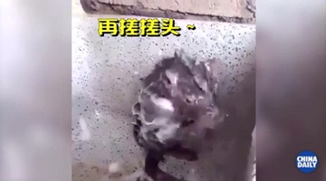 实拍小老鼠自己用香皂洗澡 手法娴熟萌翻众人