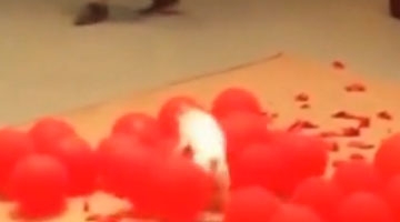 宠物狗39秒咬爆100个气球破吉尼斯纪录