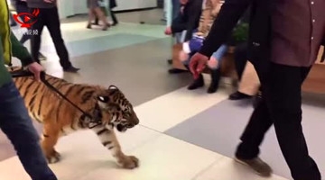 实拍土豪手牵老虎逛街