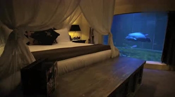 澳大利亚最酷动物酒店，和老虎狮子共同入眠，你敢吗