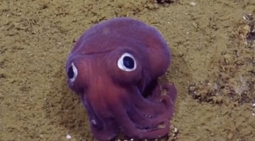 科学家在900米深海床发现奇异紫色章鱼 外貌呆萌酷似玩偶