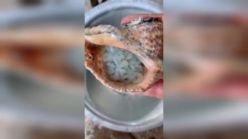 赶海实拍：孵化八爪鱼宝宝第二天！