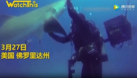 实拍鲨鱼腹部被铁钩刺中 竟然主动找到人类帮它移除