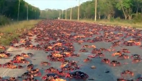 壮观!实拍数万红蟹大迁徙 横行街头阻拦过往车辆