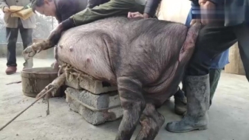 实拍山区农村杀猪，这正宗的粮食猪就是不一样，肉质看着很巴适