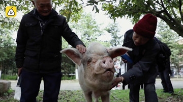 猪坚强9岁了 但它的老主人连去看它的车票都买不起
