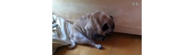 睡觉也不老实的狗狗们