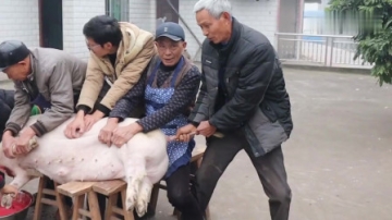 实拍四川农村杀年猪，杀猪的时候到底发生了什么，引得众人哄笑？