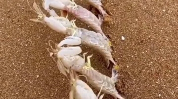 赶海实拍：一顿操作猛如虎，其实不是那么回事