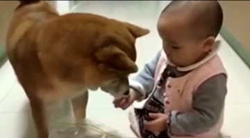 小宝宝偷偷拿食物给狗狗吃，两萌宝好友爱！