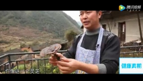 树上的这个东西能养生抗癌？城里人都抢着吃