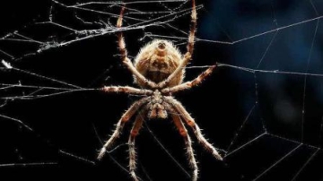 实拍蜘蛛织网捕猎全过程, 凶悍的蝙蝠第一个进入网里