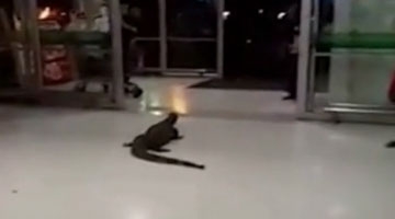 惊呆！泰国巨型蜥蜴守超市入口吹空调“蹭凉”戏