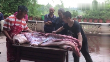 实拍农村杀猪全过程，300多斤的粮食猪20分钟就卖光，这也太抢手了