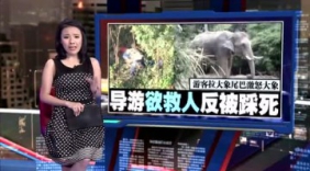 大象踩死领队当事游客：没拉尾巴大象突然发疯