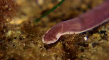 潜水员发现不明生物