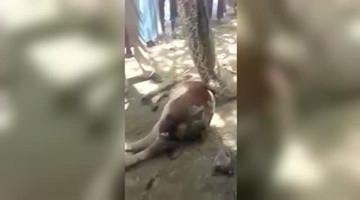 巨大蟒蛇肚子里吞下一头小牛