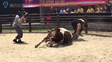 吓死宝宝了！女子徒手摔倒大公牛