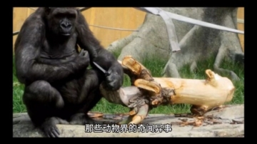 动物界奇闻异事