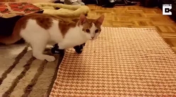 大千世界各种奇闻百态 太神奇了，你值得一看！