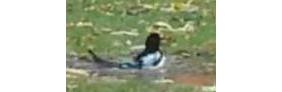 【拍客】罕见！抓拍漂亮喜鹊洗澡20131108