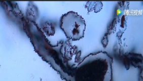 加拿大发现37.7亿年前生物化石 火星生命论或成真