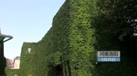 办公楼被爬山虎包围了