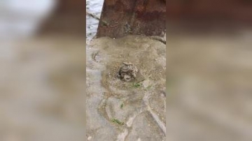 赶海实拍：每次看到海边这东西我都思想走位，这是我第一次正面了解它！