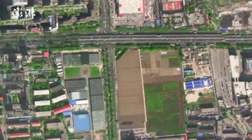 北京最贵的麦田开始收割