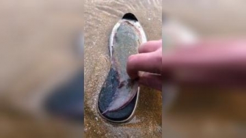 赶海实拍：抓到了一条奇怪的鱼，传说是“玉皇大帝的鞋垫”