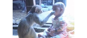 【拍客】猴子和一个可爱的婴儿之间的友谊
