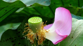 秋拍四川广元湿地公园：凋谢的荷花