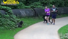 小丛林野汉在公园里恶搞路人 主人和狗的神同步反应亮了