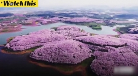 航拍中国春日美景 真正“三生三世十里挑花”