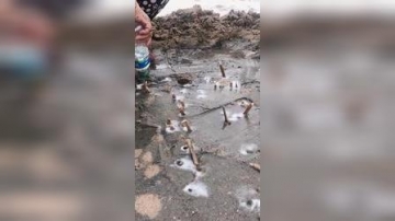 赶海实拍：竹节蛏你知道吗？