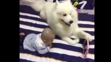 这年头做狗都好累！还要哄孩子！