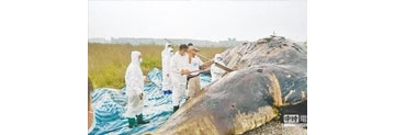 【拍客】实拍巨型抹香鲸搁浅台湾近海 肚里全是塑料袋